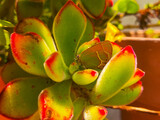 Green and brown butterfly with white stripe on a green plant with red and yellow highlights