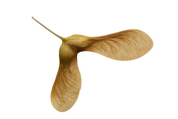 Fototapete - Rotating maple seed isolated on transparent background, perfect for nature and botany projects