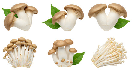 A variety of fresh mushrooms displayed with green leaves, showcasing their unique shapes and textures, ideal for culinary use