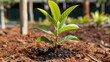 © buraratn - Small green plant with vibrant leaves emerges from rich soil, surrounded by mulch and other greenery, symbolizing growth and renewal in nurturing environment
