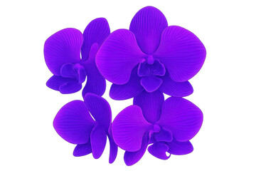 Poster - Purple orchid blossoms blooming gracefully, revealing intricate petals against pristine white backdrop, highlighting floral elegance