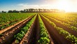 © Dyah - Rows Of Sweet Potato Vines Covering Tilled Ground Under Bright Sunlight With Green Foliage And Clear Blue Sky