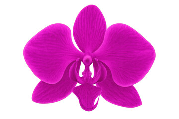 Poster - Close-up of a vibrant pink orchid showcasing intricate details, isolated on a transparent background
