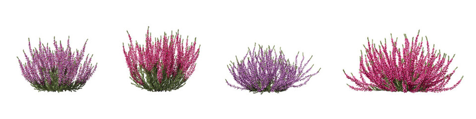 Fototapete - Cut out realistic plant and flower collection on transparent backgrounds. high quality 3d rendering. png format	