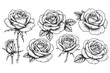 © tarakacraft - Rose Blossoms Vector Engraving Set