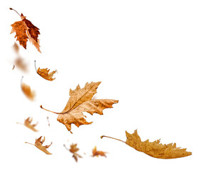 Wall Mural - autumn leaves isolated on white