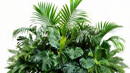 Poster - A small potted plant with lush green leaves on a clean white background