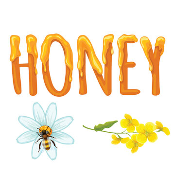 set cartoon bee character with flower honey barrel hive honeycomb vector design