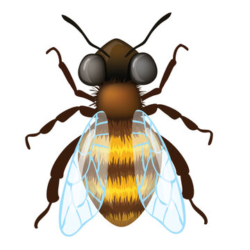 set cartoon bee character with flower honey barrel hive honeycomb vector design