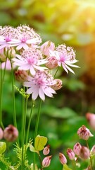 Wall Mural - Closeup view of Astrantia major flowers with delicate pink petals and green leafy stems in a natural garden setting with warm sunlight.