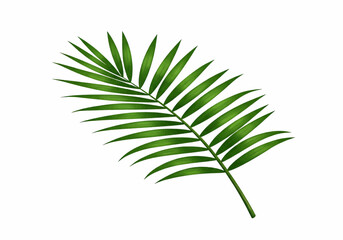 Poster - A single palm frond with many leaflets extending from the stem isolated on a white background view