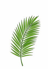 Poster - Illustration of a single vibrant green palm leaf with detailed veins against a white background image style
