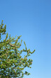 © EH - Apple Tree Blossom Branches and Blue Sky in Spring in Europe