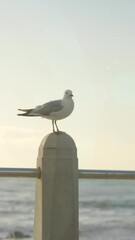 Poster - Animation of light spots over seagull and sea