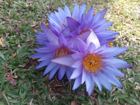 Nature's masterpiece.  The delicate petals and vibrant color of these water lilies are simply stunning.