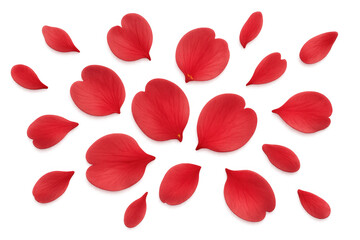 Poster - Vector red rose petals falling softly, drifting against transparent surface, evoking delicate romantic elegance