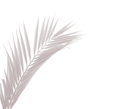 Realistic shadow overlay effect. Natural palm leaf shadows isolated on transparent background. Tropical coconut branch shade, foliage silhouette decoration. Design element for summer spring projects