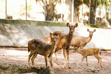 Naklejka na meble Deer live in the zoo's forest and eat grass.