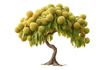 png unique tree with spherical fruits and twisted trunk against black background