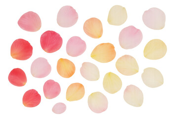 Poster - Delicate rose petals scattered across soft pink, red, and yellow hues, offering elegant backdrop for design projects with transparent layering