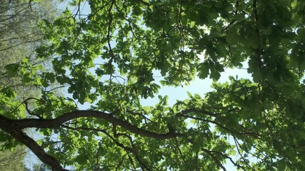 Aufkleber - sun is shining through the leaves of a tree, creating a beautiful and peaceful scene. The light is casting shadows on the ground