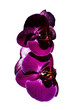 orchidea  viola