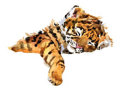 Watercolor painted Tiger cub isolate on transporent background