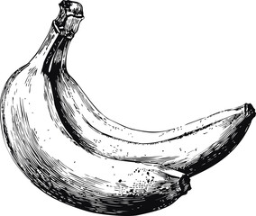 Poster - Hand drawn illustration of two bananas in black and white sketch style