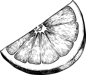 Poster - Detailed black and white sketch of a grapefruit slice, crosshatch shading