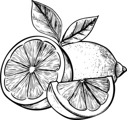 Poster - Black and white line drawing of lemons with leaves