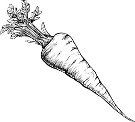 Poster - Black and white sketch of a single carrot with leaves removed