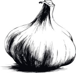Poster - Black and white illustration of a single garlic bulb in sketch style