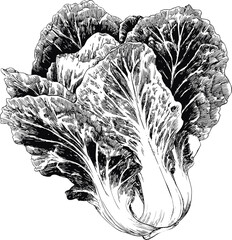 Poster - Black and white detailed illustration of lettuce leaves, botanical art