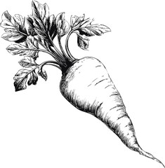 Poster - Detailed black and white illustration of a carrot with leaves