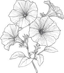 Poster - Black and white line drawing of petunias with detailed flowers and leaves