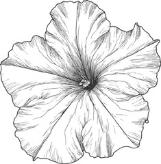 Poster - Illustration of a detailed hibiscus flower line art with intricate petals