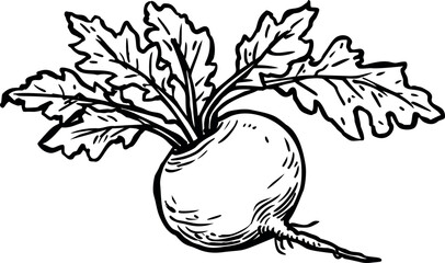 Poster - Black and white illustration of a turnip with detailed leaves, line art style