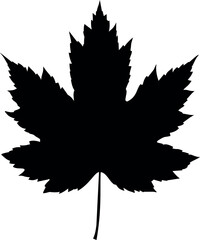 Poster - Silhouette of a black maple leaf