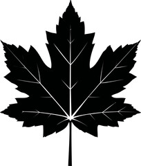 Poster - Black silhouette of detailed maple leaf, vector illustration