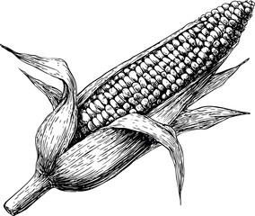 Poster - Detailed black and white illustration of a corn cob with husks, vintage style