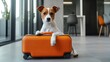 © sadad - Small dog peers from orange suitcase against a light grey tile floor, indoor setting