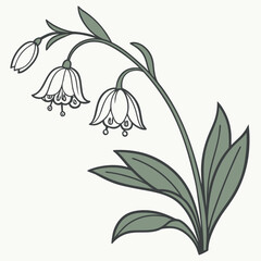 A lily of the valley branch is isolated on white background