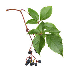Wall Mural - Closeup of small blue berries and green leaves of wild grape (Parthenocissus) isolated on white or transparent background