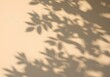 © azen - Soft Shadows of Leaves on a Pale Wall A Textured Background Image