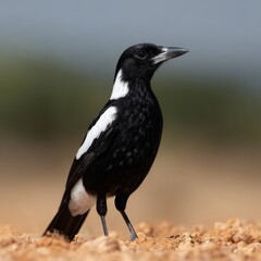 a black and white bird elegantly perches on sandy ground