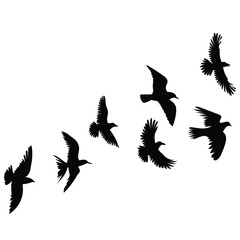 Poster - A flock of seven black birds are in flight silhouetted against a white backdrop