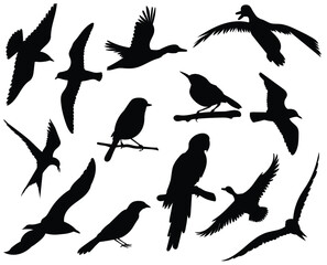 Poster - Bird silhouettes various species in flight or perched all in black against a white background