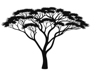 Poster - Striking silhouette of a mature acacia tree showcasing its distinctive branching pattern and full canopy against a clean backdrop perfect for naturalistic designs