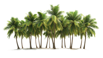 Wall Mural - coconut trees forming a mini grove transparent background, png