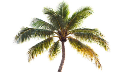 Wall Mural - coconut palm in dry season with fewer leaves transparent background, png